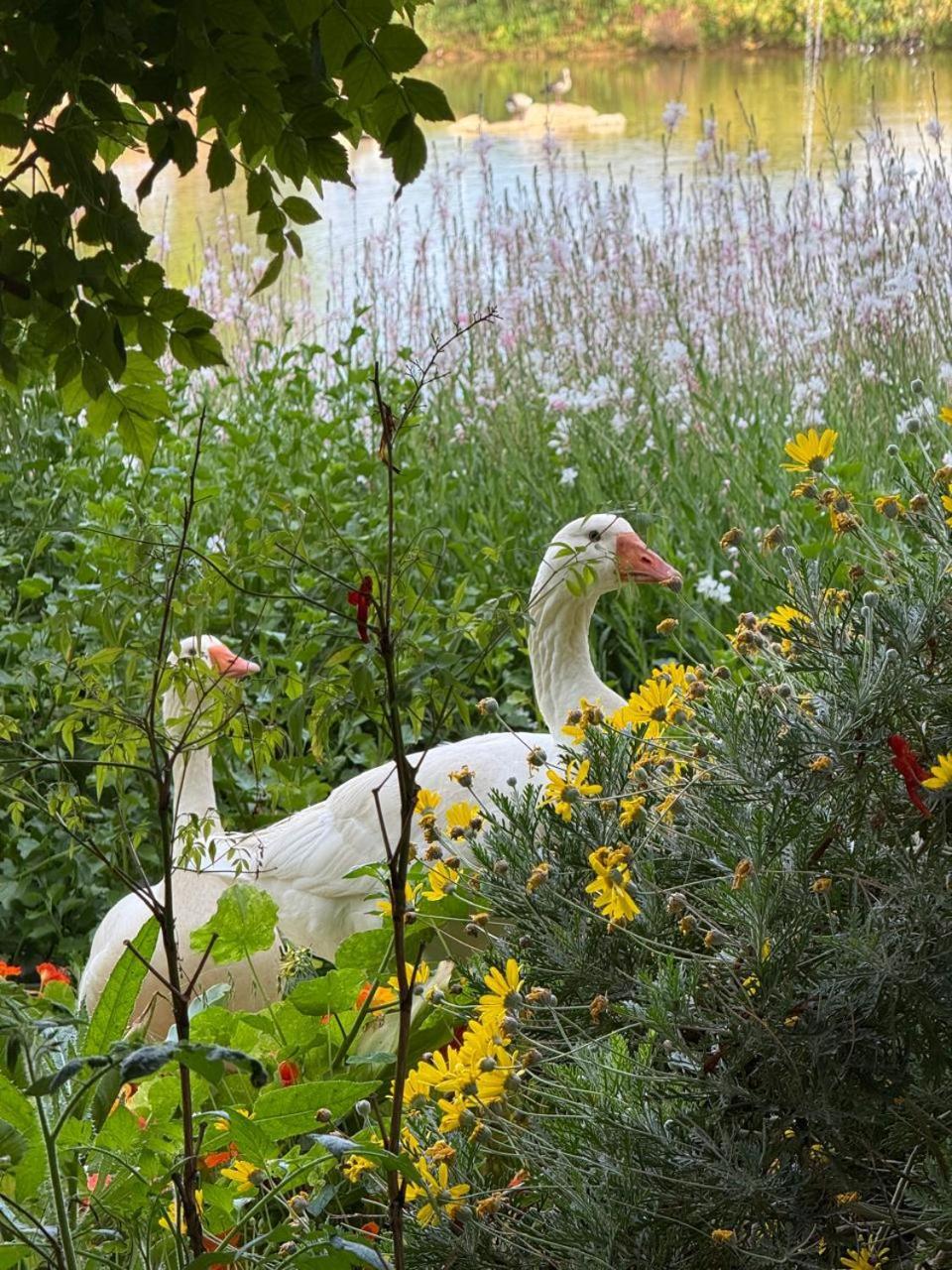 Middelplaas Paarl Guesthouse ภายนอก รูปภาพ